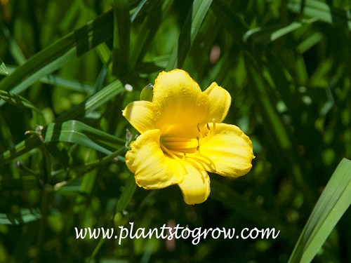 Bitsy Daylily (Hemerocallis) 
small lemon yellow flowers, later June